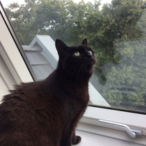 I need your photos of cats looking out of windows.  And I need them now!