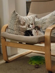 Runt of the litter probs, and sister who can't be picked up! Help!