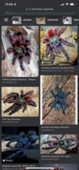 We need a name for our new pet! (Arachnophobes look away now!)