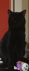 Can we have a pet appreciation thread?