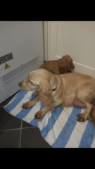 Can anyone help? Is this a show or working cocker spaniel