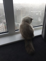 I need your photos of cats looking out of windows.  And I need them now!