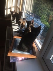 I need your photos of cats looking out of windows.  And I need them now!