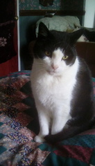 Show me your cats 🐈 😃