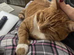 Can we have a ‘I love my beautiful cats’ thread?!