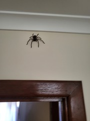 Spiders in Australia… eek!