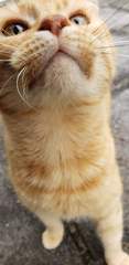 Can we have a ‘I love my beautiful cats’ thread?!