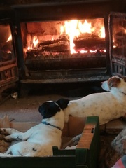 Talk to me about Jack Russells