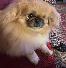 Can we have a pet appreciation thread?