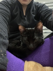 Introducing kitten