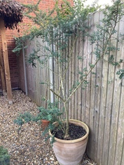 What have I inherited in my garden, and how do I look after it?
