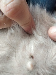 Any vets around? Moles on dog