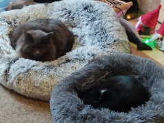 Recommend me a cat bed!