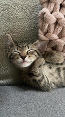 Show me your cats 🐈 😃