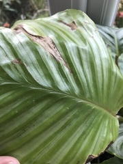 Help me unkill my plants!
