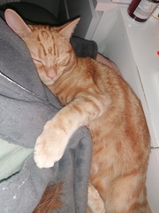 Needy rescue cat wants to be petted for hours