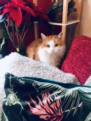 Can we have a ‘I love my beautiful cats’ thread?!