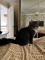 Can we have a ‘I love my beautiful cats’ thread?!
