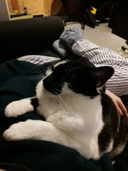 Please share with me!! Pics of your cats and their funniest little quirks!