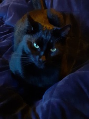 Show me your cats 🐈 😃