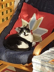 Show me your cats 🐈 😃