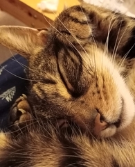 Can we have a ‘I love my beautiful cats’ thread?!