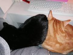 Needy rescue cat wants to be petted for hours