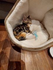 Which "safe room" for new kitten