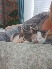 Runt of the litter probs, and sister who can't be picked up! Help!