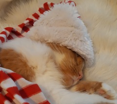 Beautiful pussies