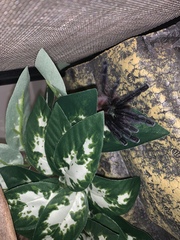 We need a name for our new pet! (Arachnophobes look away now!)