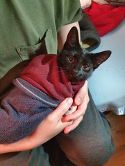 How old is/are your current cat/s?