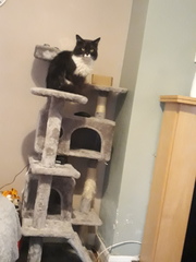 Can we have a ‘I love my beautiful cats’ thread?!