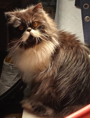 Can we have a ‘I love my beautiful cats’ thread?!