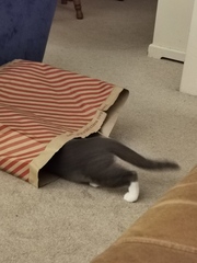 Please share with me!! Pics of your cats and their funniest little quirks!
