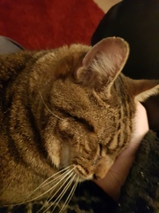Thug cat part 4.  After all, it's not my Axminster.