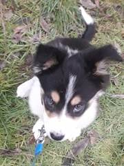 Puppy Survival Thread: surviving into 2022