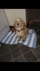 Can anyone help? Is this a show or working cocker spaniel