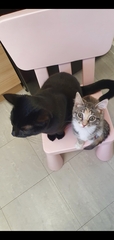 What colour is my kitten