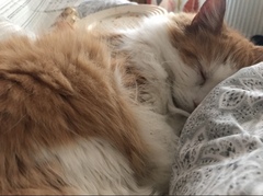 Can we have a ‘I love my beautiful cats’ thread?!