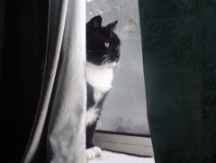 Zeus