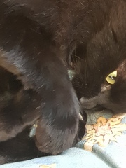 Chez Ollie - Free head boops for everyone
