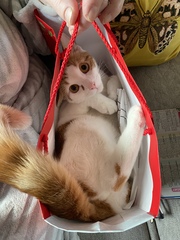 Cat trashing the house