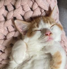 Show me your cats 🐈 😃