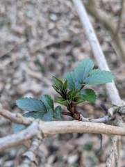 Nature Notes: the 2022 edition