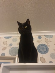 Beautiful pussies