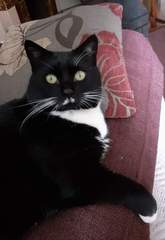 Show me your cats 🐈 😃