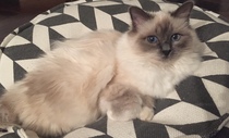 Beautiful pussies