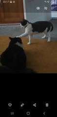 Can we have a ‘I love my beautiful cats’ thread?!