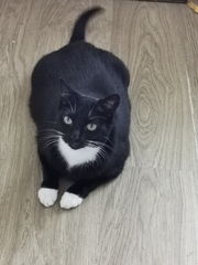 Can we have a ‘I love my beautiful cats’ thread?!